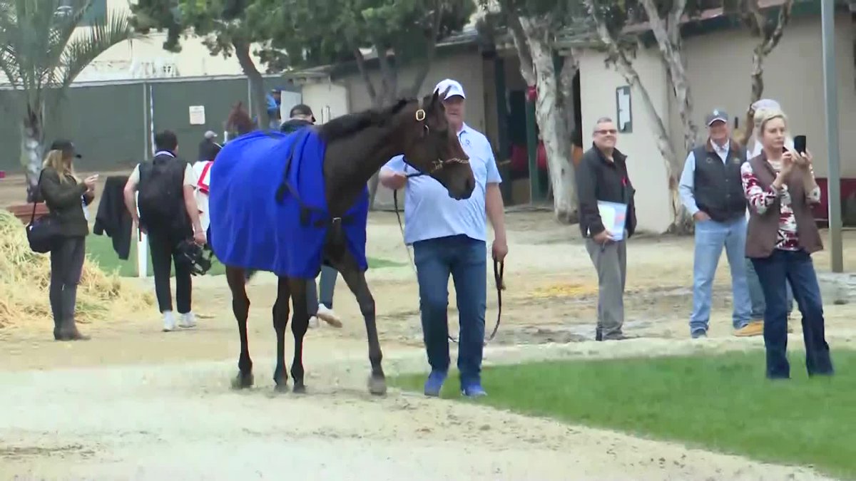 Thorpedo Anna is full of life this morning at @delmarracing!
