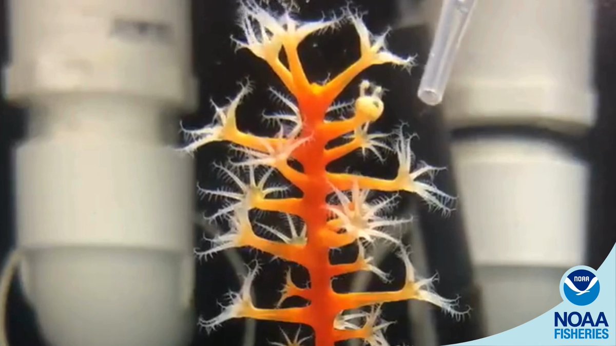 It’s alive! These baby corals are alive and hungry. We’re growing these swiftia exerta corals in our Galveston lab. Once they’re big enough, we’ll plant them in the Gulf of Mexico as part of a project to restore coral reefs that were harmed by the Deepwater Horizon oil spill.
