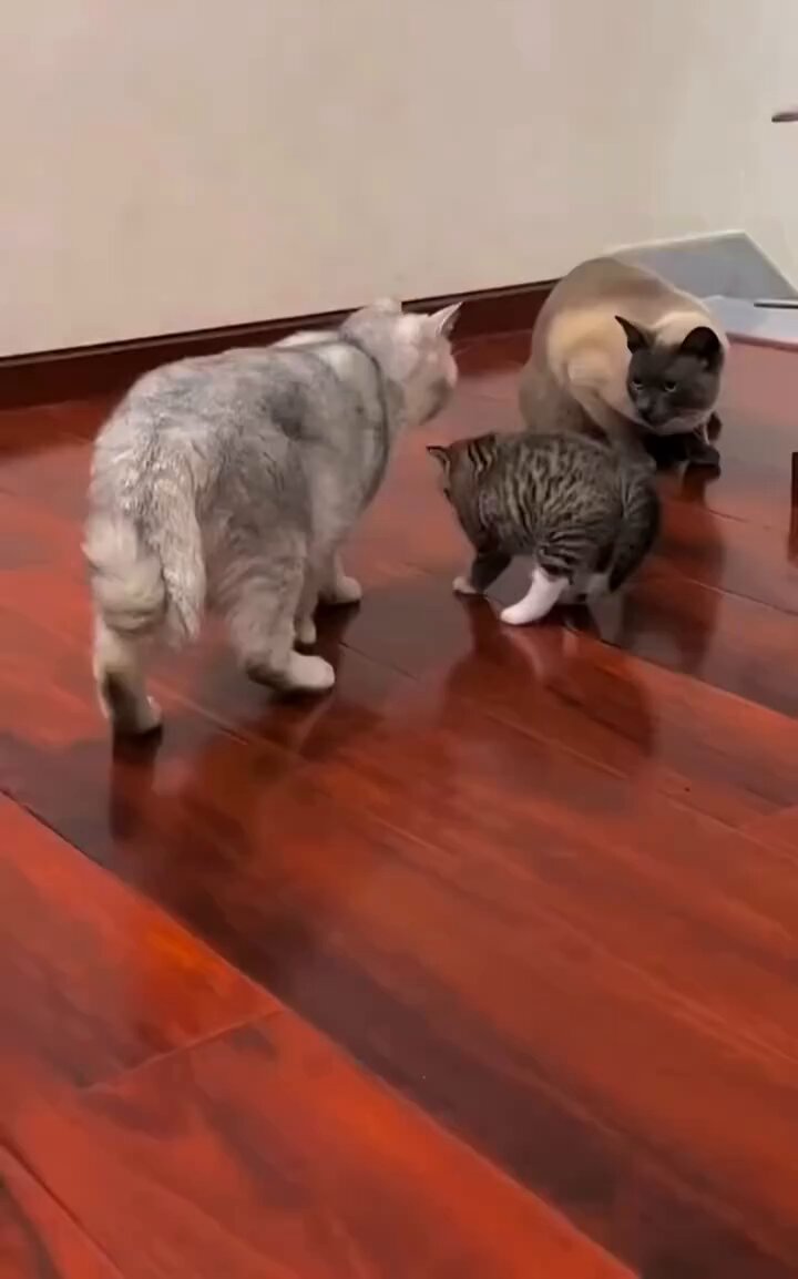 第一次从猫身上看到了想要立马隐身的慌张🤣 小猫：看不见我，看不见我