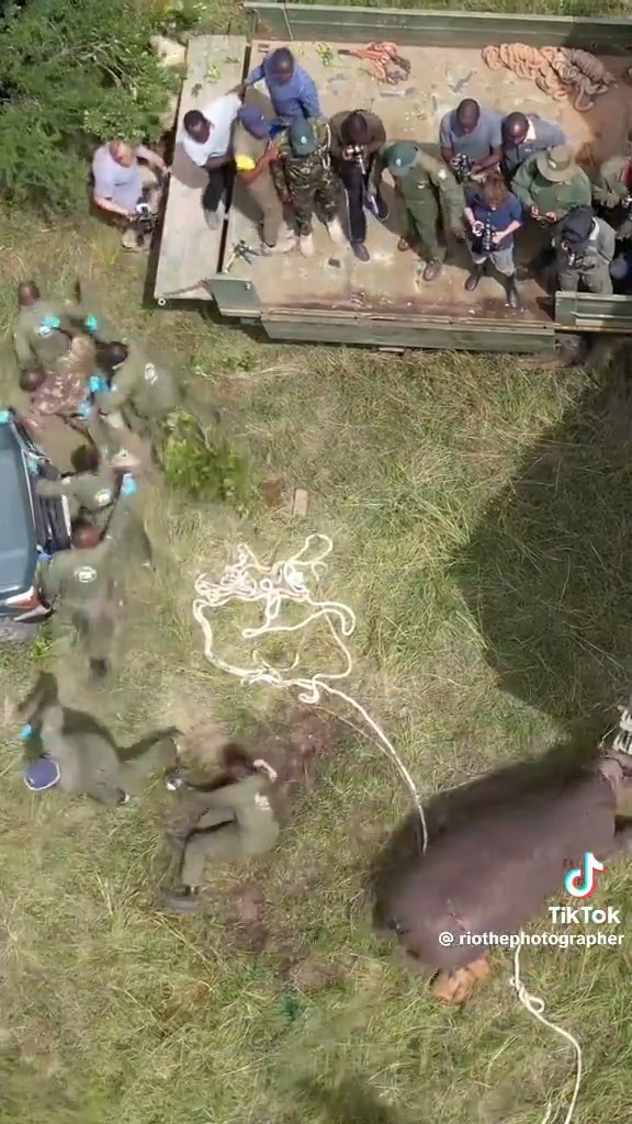 What was he doing on top of the rhino? Without this video, people would never have believed the last guy's story