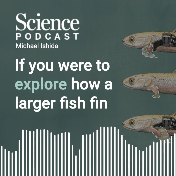 In the latest #SciencePodcast🎙️, researcher Michael Ishida joins host SarCrespi to discuss studying key moments in evolutionary history, such as the transition from water to land, by creating robotic versions of extinct creatures. 🎧 Listen here: