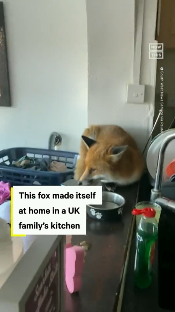 fox just chillin’ on the kitchen countertop 🦊