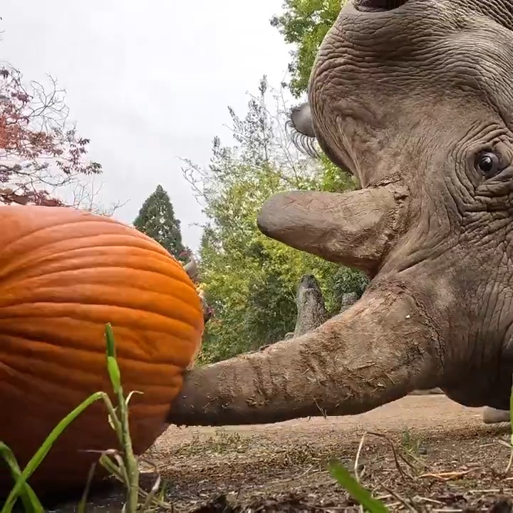 A lil pumpkin for everyone. Happy Halloween!