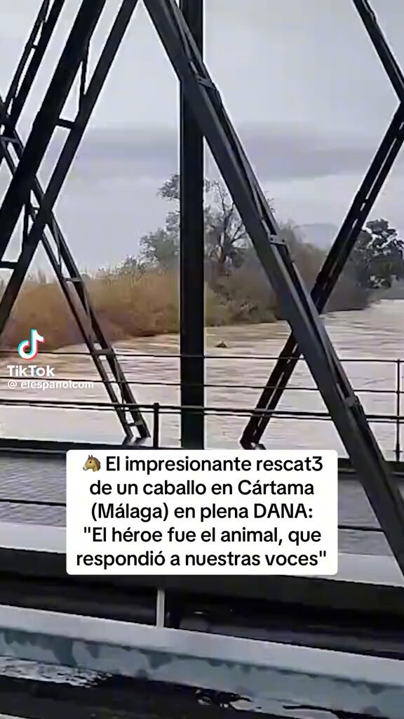 El héroe el caballo que atendió a las voces . Impactante el vídeo ‼️
