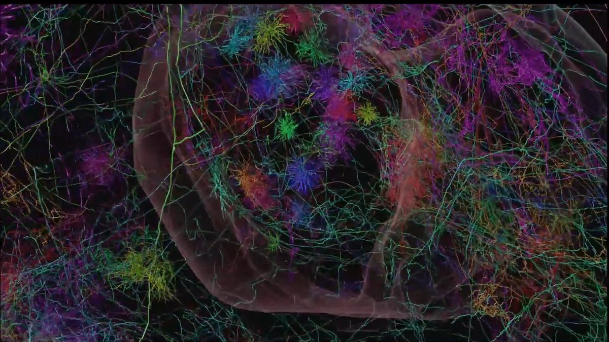Dive into the intricate connections in the mouse brain! This video showcases 107 reconstructed neurons, thanks to the combined efforts of our teams at the Allen Institute, global collaborators, and tools from Google AI. Imaged using our cutting-edge ExA-SPIM microscope. 🧠✨