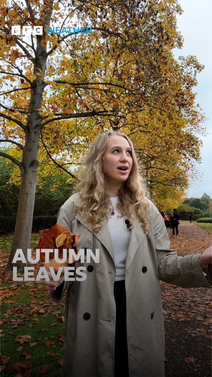 Did you notice the leaves changing colour earlier this year? Here’s Sophia Herod to explain why this is happening.