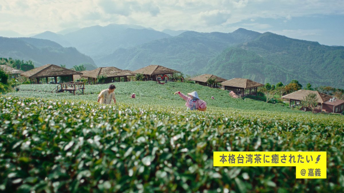 台湾観光新CM大公開♪ 本格台湾茶で癒されたい―台湾茶編 鉄道に乗ってやってきたのは広大な茶畑 茶摘みの仕方を教わって、自分で摘んだ茶葉で本格台湾茶体験 じっくりゆっくり味わえば、旅の疲れが癒えるのでした したいことぜんぶ!ビビビビ!台湾 台湾茶編!妻夫木聡さんの台湾ひとり旅