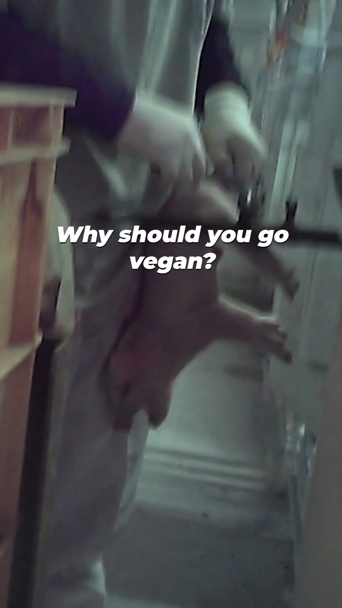 See the sadness &amp; pain in these animals’ eyes? 😔 That’s why you NEED to go vegan for them 💚🌱 #WorldVeganDay
