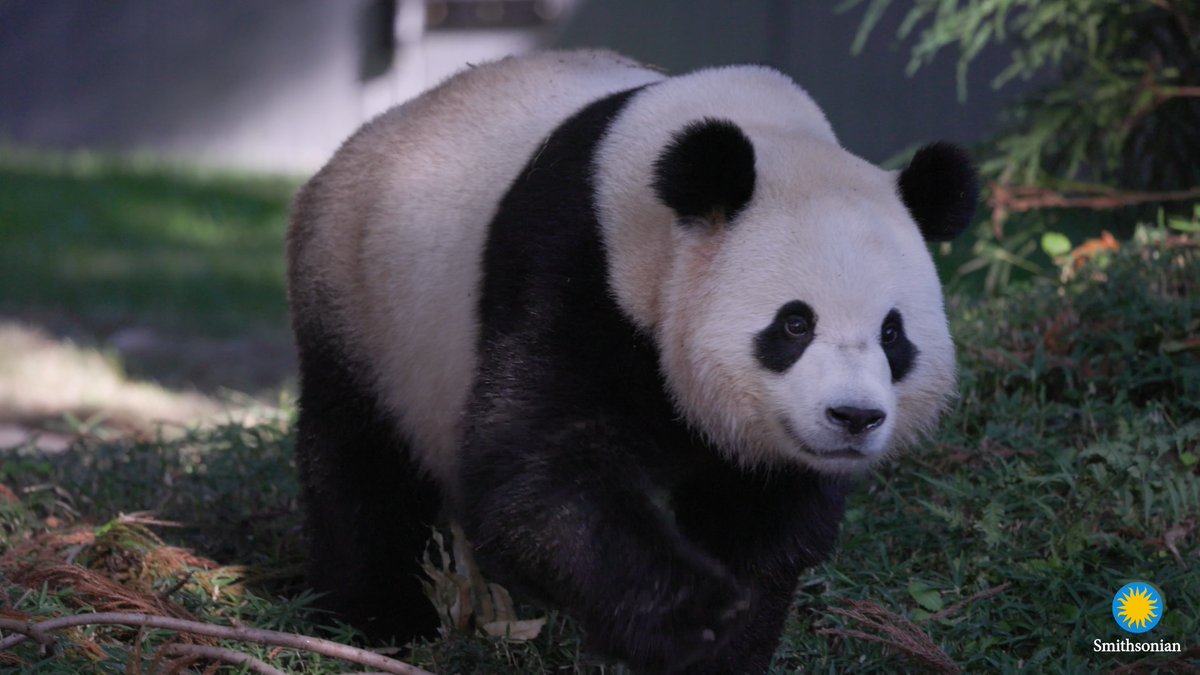 🍂🐼 Happy fall, y’all! The crisp, cool autumn mornings are prime for panda frolicking. Recently, Bao Li got the zoomies (true to his “energetic” name) and tested out his hammock. Qing Bao reached new heights by climbing trees and logs. . . . #DCPandas
