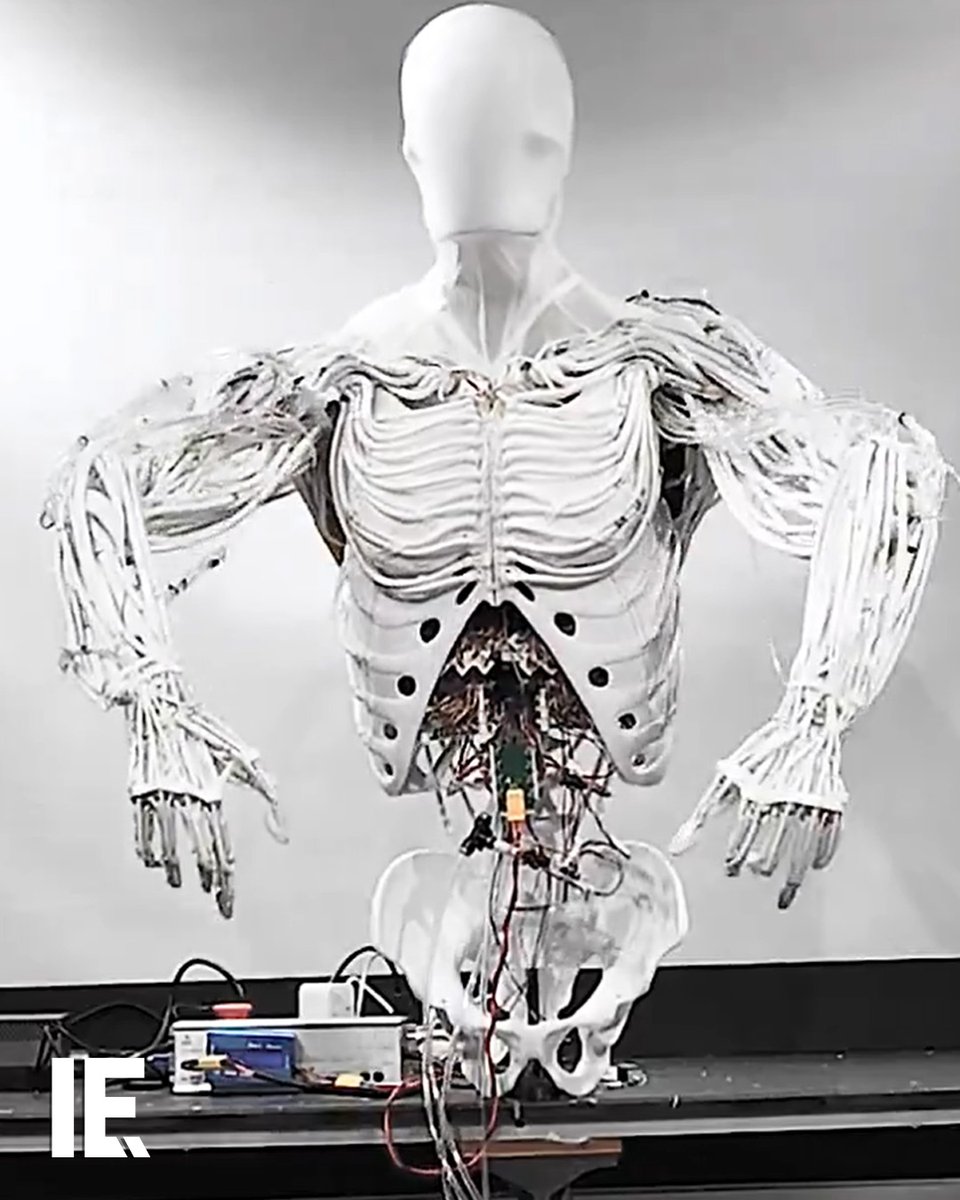 The Torso robot moves using articulated artificial muscles and a valve matrix inside its ribgcage. 🎥 clonerobotics / IG