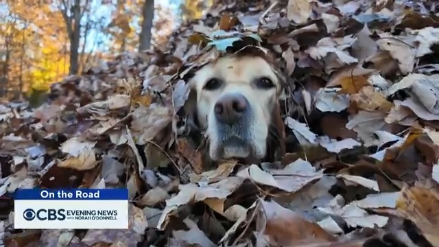 Stella the yellow Labrador waits all year to dive headfirst into the giant piles of leaves her owner makes just for her – reminding us of the simple joy autumn brings. Steve Hartman is On the Road in Maine.