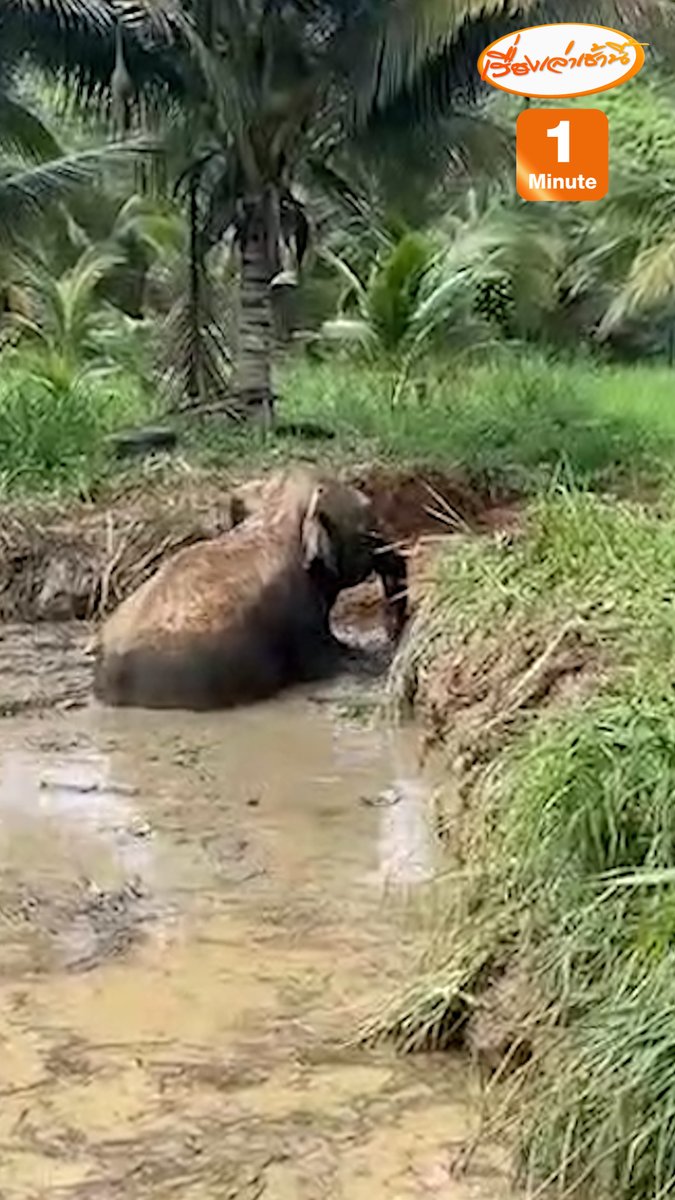เจ้าหน้าที่อุทยานแห่งชาติกุยบุรี พร้อมผู้เกี่ยวข้อง ช่วยเหลือช้างป่าวัย 5-10 ปี ที่พลัดตกลงบ่อน้ำลึก 1 เมตร โดยใช้รถไถเปิดทางและปรับความชันของขอบบ่อให้มีความชันน้อยลง ก่อนที่จะช่วยได้ปลอดภัย แล้วผลักดันเข้าสู่ป่า #เรื่องเล่าเช้านี้ #ข่าวช่อง3 #ข่าวสังคม