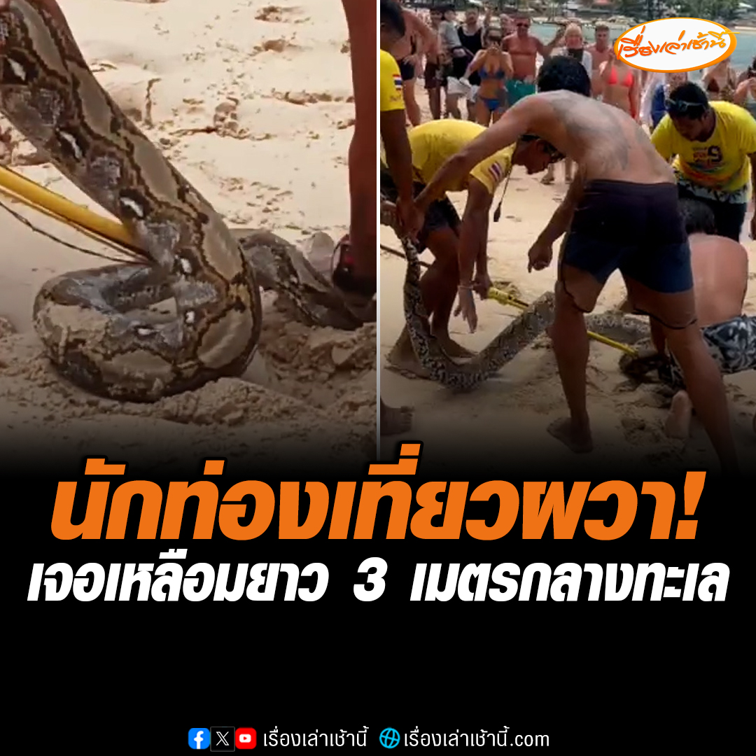 นักท่องเที่ยวผวา นอนอาบแดด น้ำอยู่ดีๆ เจองูเหลือมยักษ์ยาวกว่า 3 เมตร ลอยตัวทีหาดกมลา จ.ภูเก็ต เจ้าหน้าที่ไล่จับระทึก นำปล่อยคืนสู่ป่าต่อไป #เรื่องเล่าเช้านี้ #ข่าวช่อง3 #ข่าวภูมิภาค #ภูเก็ต