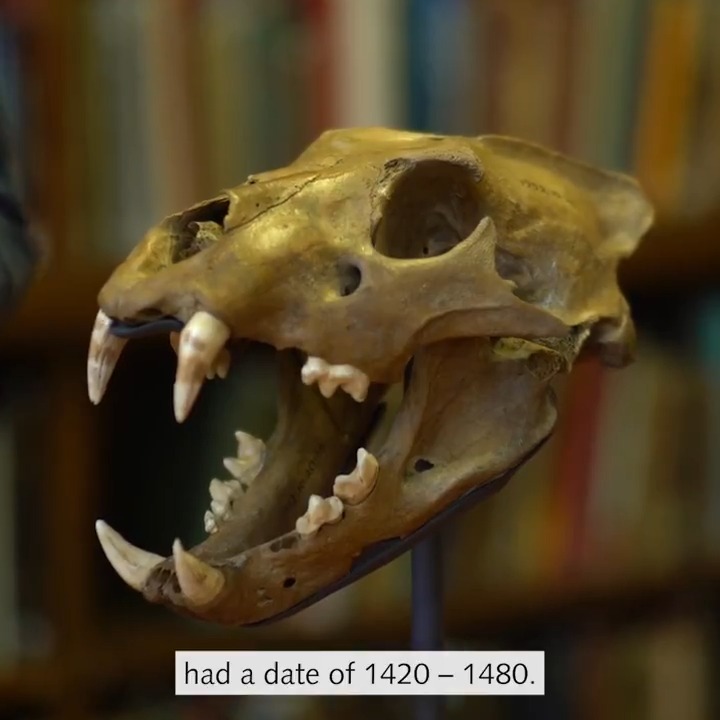 How did a lion skull end up in the moat at the The Tower of London? 🦁 Gifted a lion on her wedding day, Margaret of Anjou received a symbol of the power she'd hold as Queen. But could this 1400s lion skull – dated by Natural History Museum – be from Margaret's pet lion?