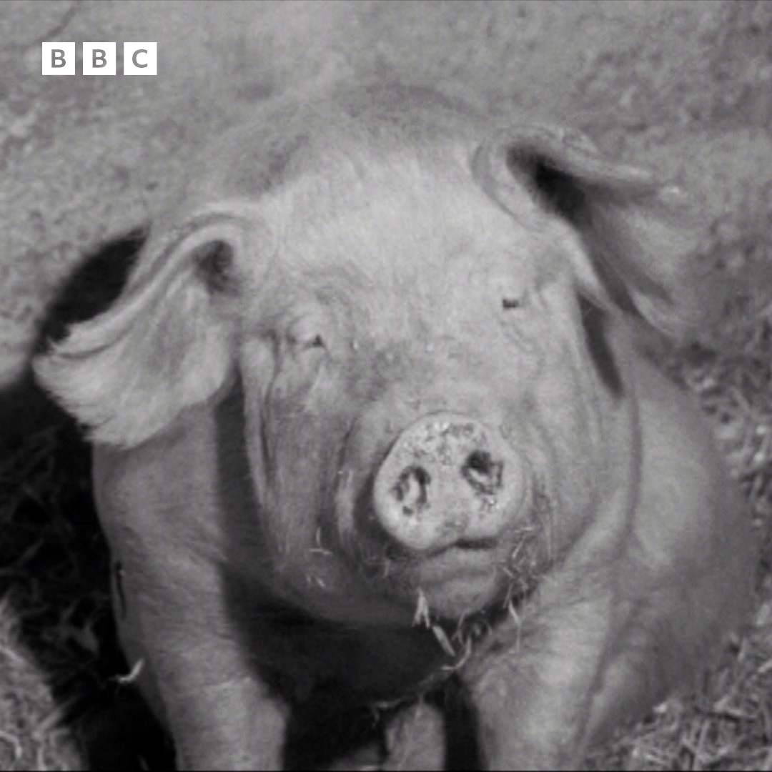 #OnThisDay 1970: Howard Williams reports on a pig farmer with a passion for serenading his swine.