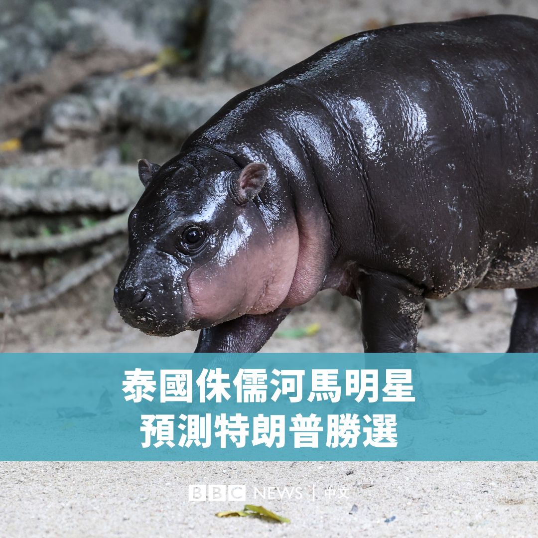 泰国侏儒河马Moo Deng在11月4日(星期一)预测特朗普(Donald Trump)将重返白宫。 在一段由动物园发布的视频中,工作人员为Moo Deng提供了两篮水果,上面分别刻有特朗普和哈里斯的名字。Moo Deng选择了特朗普。 Moo Deng因其可爱外貌和行为在网上走红,常常能在社交媒体上看到她的身影。