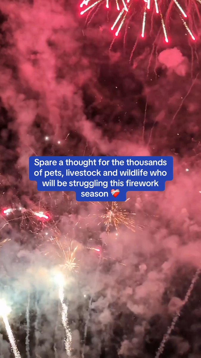 The loud bangs and sparkling lights of Bonfire Night aren’t so magical for our pets, farmed animals and wildlife 🎆 The UK Government needs to step in to urgently review current firework laws. #BeAKindSpark and encourage your local MP to take action: