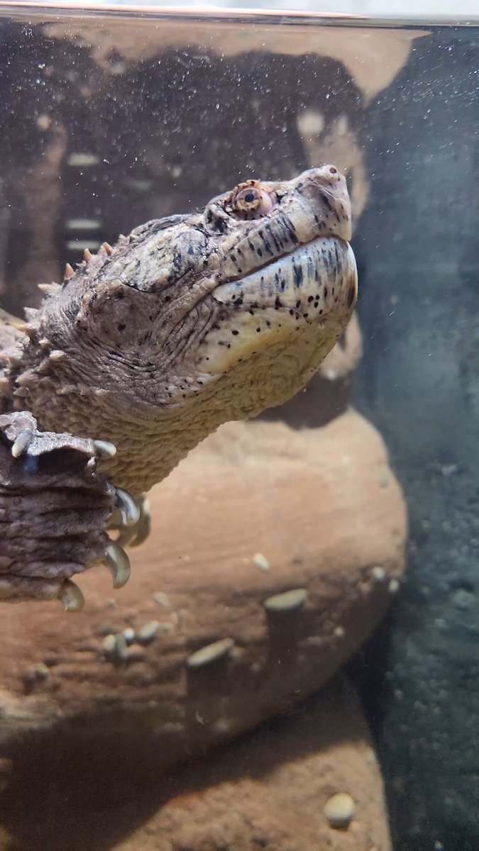Tyler the snapping turtle is the definition of beauty and grace 🐢