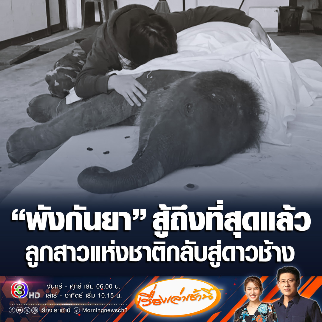 #เรื่องเล่าเช้านี้ สุดเศร้า! “พังกันยา” ลูกช้างกำพร้า ฉายา “ลูกสาวแห่งชาติ” กลับดาวช้างแล้ว หลังติดเชื้อเฮอร์ปีส์ ไวรัสในช้าง EEHV “กัญจนา” เผยสเต็มเซลล์มาถึงหลังที่น้องจากไปเพียง 5 นาที ด้านควาญช้างร้องไห้ทั้งคืน #ข่าวช่อง3 #ข่าวสังคม #พังกันยา #ลูกสาวแห่งชาติ