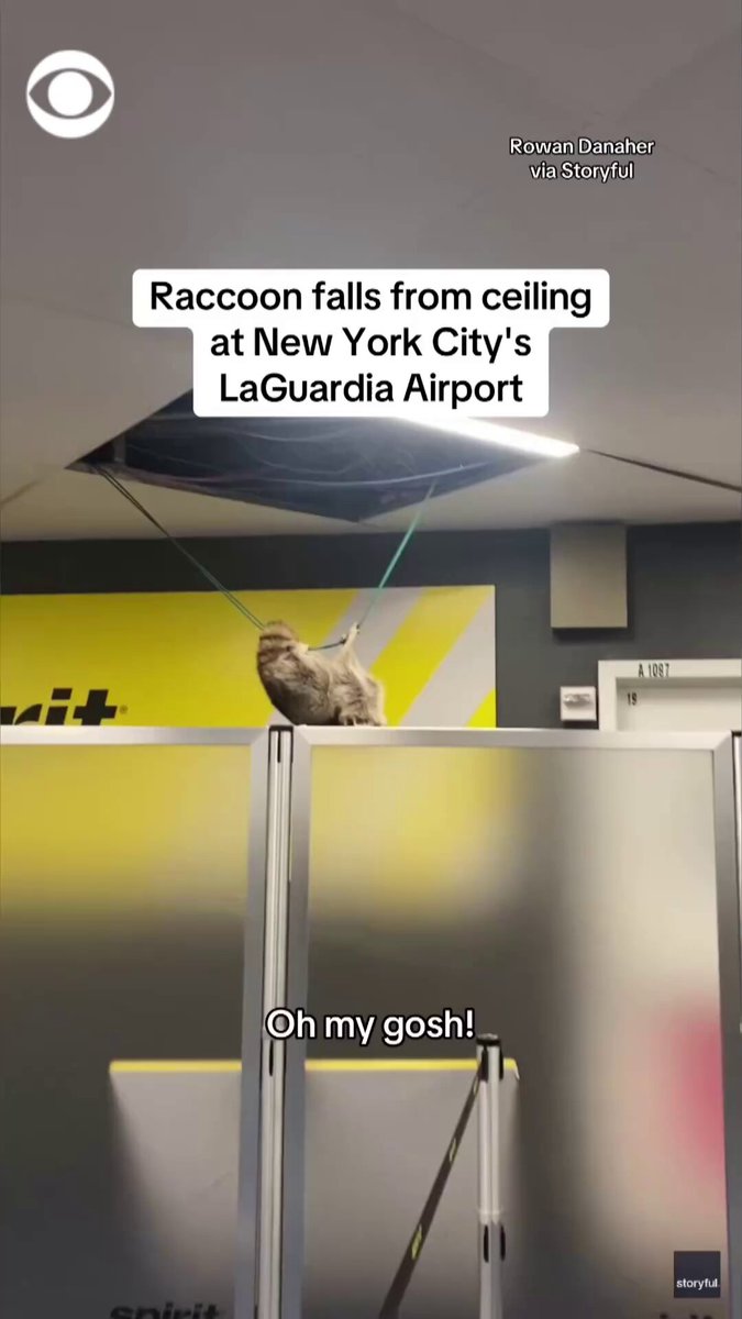 A raccoon fell out of a Spirit Airlines terminal ceiling at New York's LaGuardia Airport and hung on a wire before dropping to the floor as stunned passengers looked on. There were no injuries, and the raccoon was safely located and released outside.