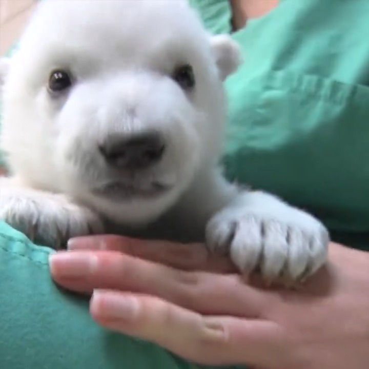 Happy bearthday to Nora and Amelia Gray. The polar bear half-sisters are 8 and 9 years old this week!