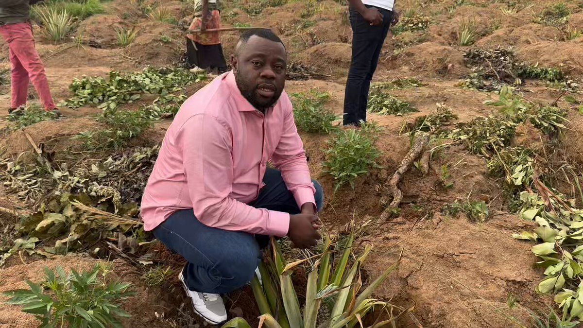 Un hectare supplémentaire d’ananas dans notre ferme de Kolwezi, je refuse d’acheter un ananas 🍍 à 35 usd. Nous avançons petit à petit . Vouloir, Pouvoir. C’est la saison culturale, allons au champs, Mangeons ce que nous produisons. Taguez moi le ministre de l’agriculture