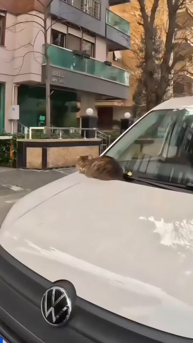 cat happy = i'm happy 😍