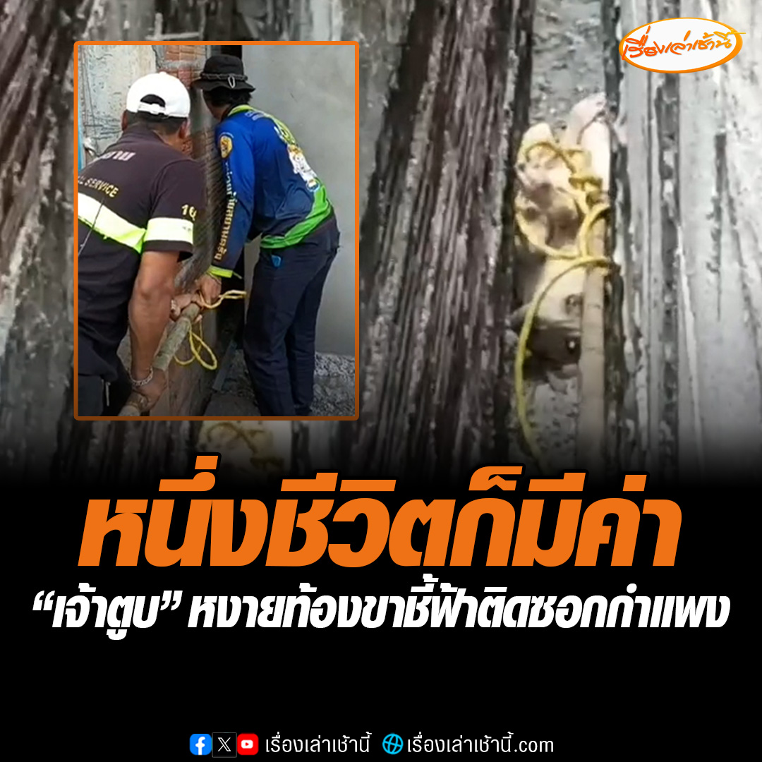 หนึ่งชีวิตก็มีค่า ช่วย “เจ้าตูบ”หงายท้องขาชี้ฟ้าติดซอกกำแพง เหลือบตามองรอคอยความช่วยเหลือ #เรื่องเล่าเช้านี้ #ข่าวช่อง3 #ข่าวภูมิภาค #ตรัง