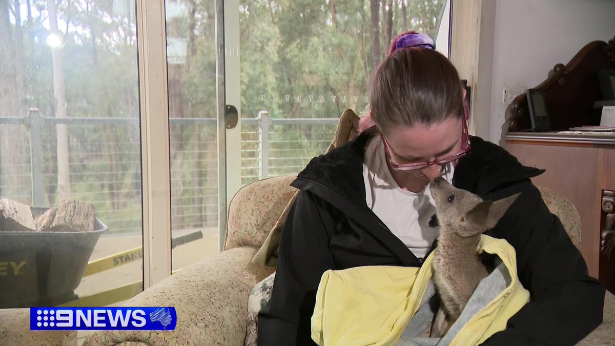 Wildlife rescuers have become surrogate parents to an orphan joey after its mother was killed in a horrific case of animal cruelty. Seven kangaroos were killed - four of them shot. Amber Johnston #9News