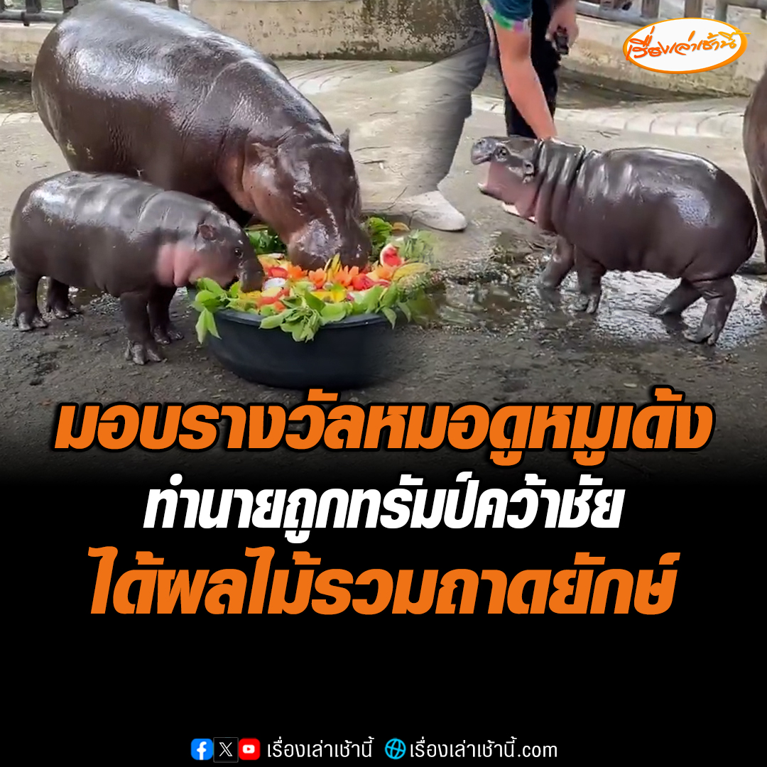 ผอ.สวนสัตว์เปิดเขาเขียวมอบรางวัลให้หมูเด้ง หลังเสี่ยงทายผลเลือกตั้งสหรัฐฯ โดยให้ผลไม้ถาดยักษ์ให้เจ้าหมูเด้งได้กิน ผอ.เผยตอนนี้น้องจะเป็นอาจารย์เด้งแล้ว และดูแล้วน่าจะชอบแก้วมังกรเป็นพิเศษ #เรื่องเล่าเช้านี้ #ข่าวช่อง3 #ข่าวภูมิภาค #หมูเด้ง