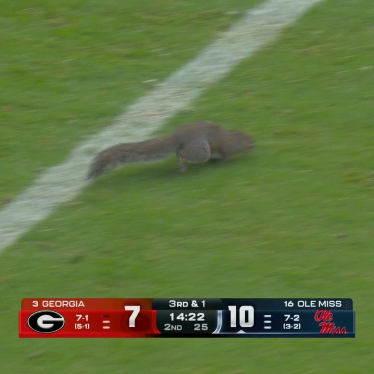 Delay of game due to squirrel on the field 😂🐿️
