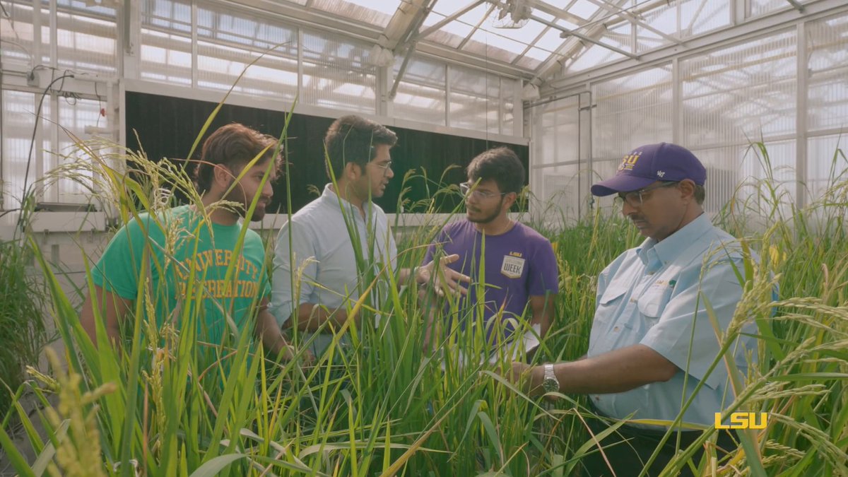 4️⃣ billion people worldwide depend on rice for their daily food. LSU’s sustainable rice research is helping farmers by creating rice varieties that yield more while using less water, land, and energy. 🌾: #WBTTW | LSU AgCenter