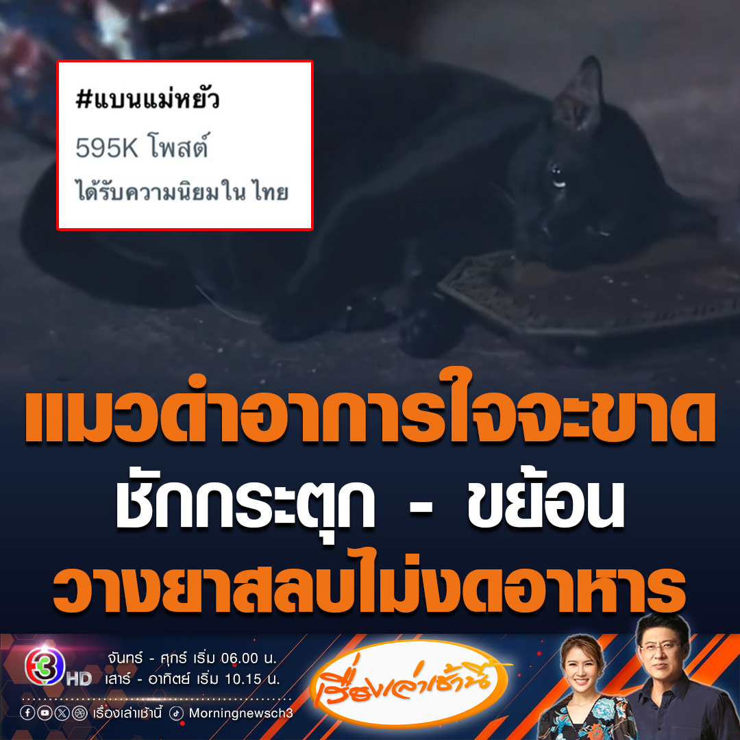 #เรื่องเล่าเช้านี้ น.สพ.ทวีศักดิ์ เผยแมวดำในละครแม่หยัว มีอาการขย้อน คลื่นไส้ ชักกระตุก เกิดจากการเกรงของขากรรไกรปาก อาการคือใจจะขาด คาดโดนวางยาก่อนเข้าฉาก 15-20 นาที ซึ่งอันตรายมาก ซ้ำไม่ได้งดข้าวงดอาหาร ชี้ทำเพื่อความบันเทิงไม่ได้ #ข่าวช่อง3 #ข่าวโซเชียล #แบนแม่หยัว