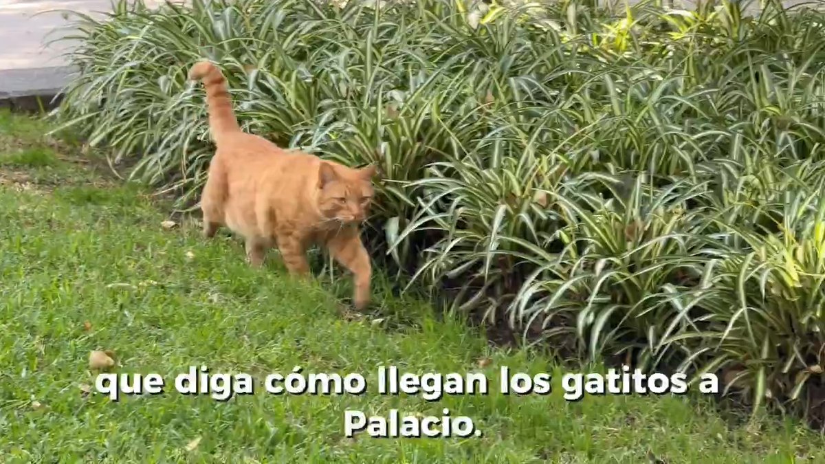 #DomingoDeBienestar l ¿Fan de los gatitos? En este video, Jesús Arias, veterinario de los felinos de Palacio Nacional, revela secretos para cuidarlos. ¡Conócelos! 😍🐈