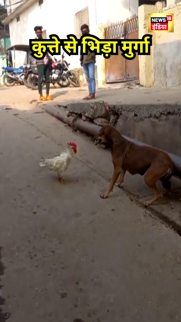 छत्तीसगढ़ के कांकेर में मुर्गे और कुत्ते की लड़ाई का वीडियो जमकर वायरल हो रहा है। #chhattisgarh #viralvideo #news18indianumber1