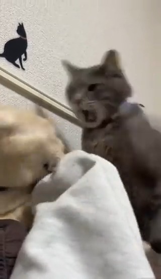噛んだらあかんやろがい！