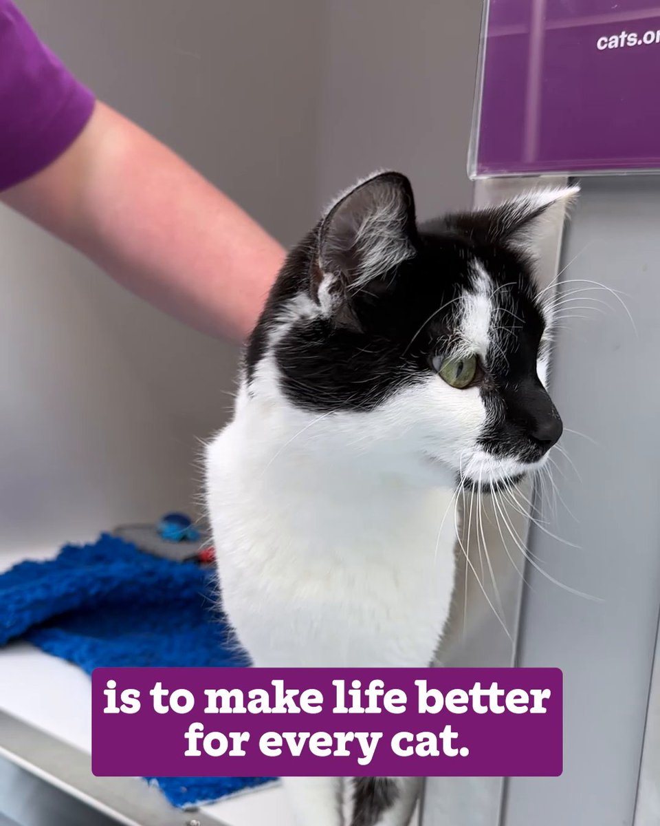 Each year, thousands of cats pass through our doors, each with their own story and unique needs. Some require months of medical care and constant attention, while others need encouragement to help them feel safe and loved again. Help support their journey: