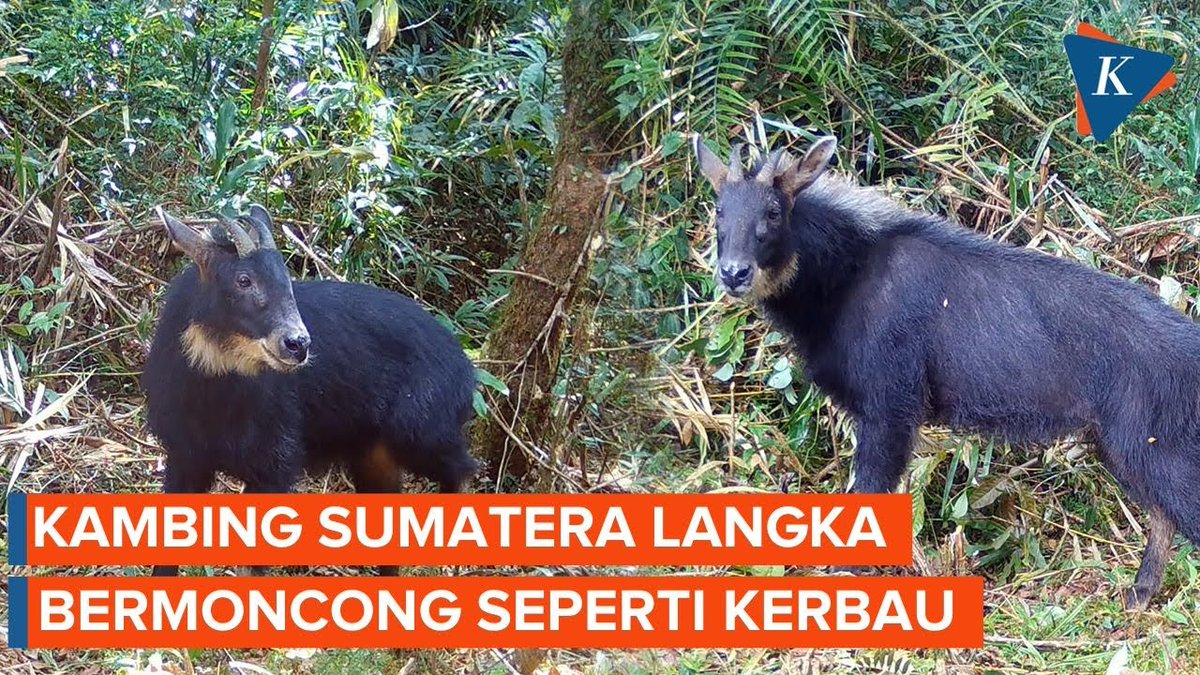 Lebih dari 40 thn hidup baru kali ini lihat Kambing Hutan. Perpaduan antara kambing dgn antelope, subhanAllah. Awas jgn dicuri/diburu utk kulit & tanduknya ⚠️🐐 Luarbiasa keanekaragaman hayati indonesia, pasti msh byk yg kita ga tahu.