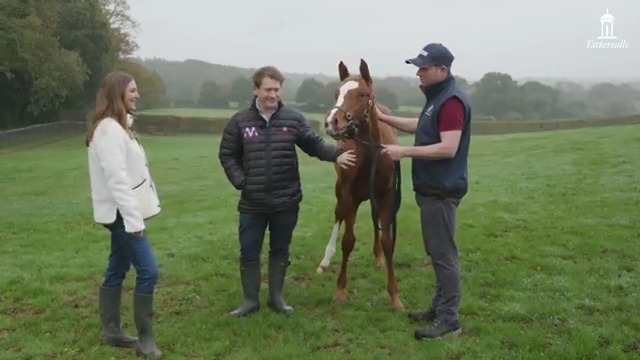 "Probably the best foal we'll ever produce at Whitsbury" Gina Bryce visits Whitsbury Manor Stud to find out more from Ed and Chris Harper about the Frankel own sister to 2000 Guineas winner Chaldean heading to the #TattsDecember Foal Sale. Pedigree ➡️