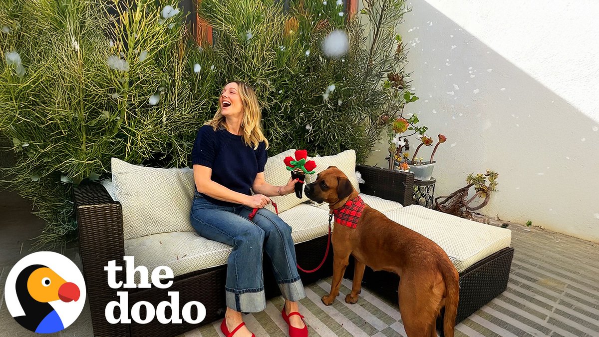 judy greer plans the ultimate holiday miracle for her date 🌹 We’re pairing celebrities and rescue animals up for the cutest blind date in our series Dodo Dream Date! In this episode, Judy Greer spends the afternoon with Missy.