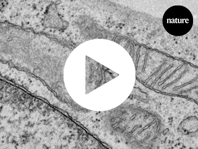 New research in nature showing mitochondria can split into two different forms resolves a longstanding mystery of how mitochondria can simultaneously provide cells with energy and essential building blocks, even when resources are limited.
