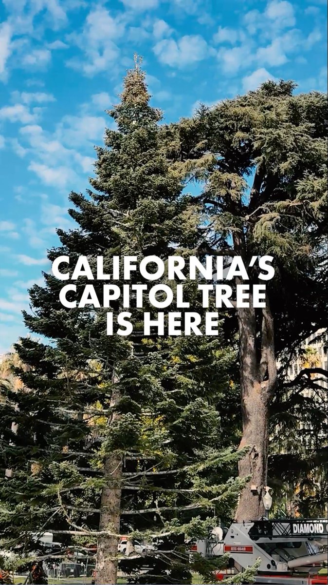 The holiday season has officially begun, California! 🎄🎊 The State Capitol Tree has arrived on Capitol Grounds — our yearly tradition since 1931.