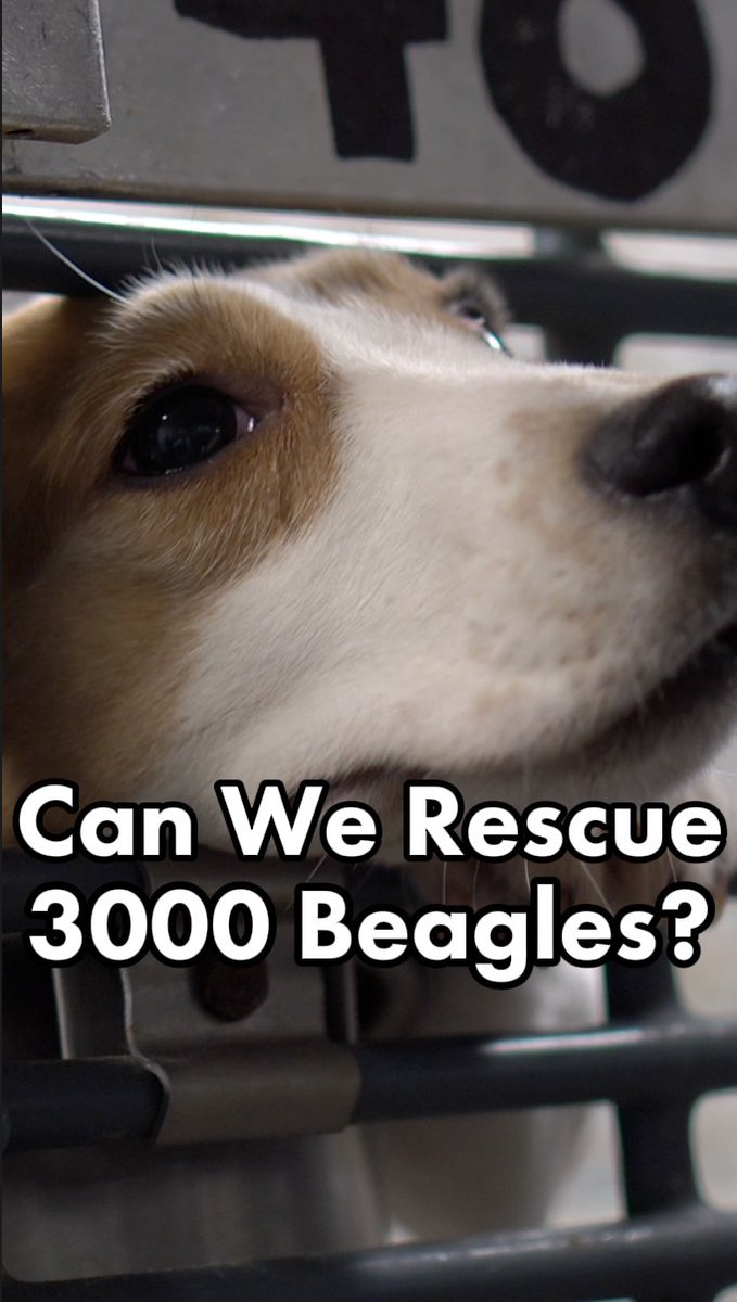 A former employee testified that dogs were being surgically mutilated without anesthesia at Ridglan Farms. At any moment, this could lead to unprecedented felony charges against a corporate animal abuser – and freedom for 3000+ dogs. #ProtectTheDogs #RightToRescue #RidglanTrial