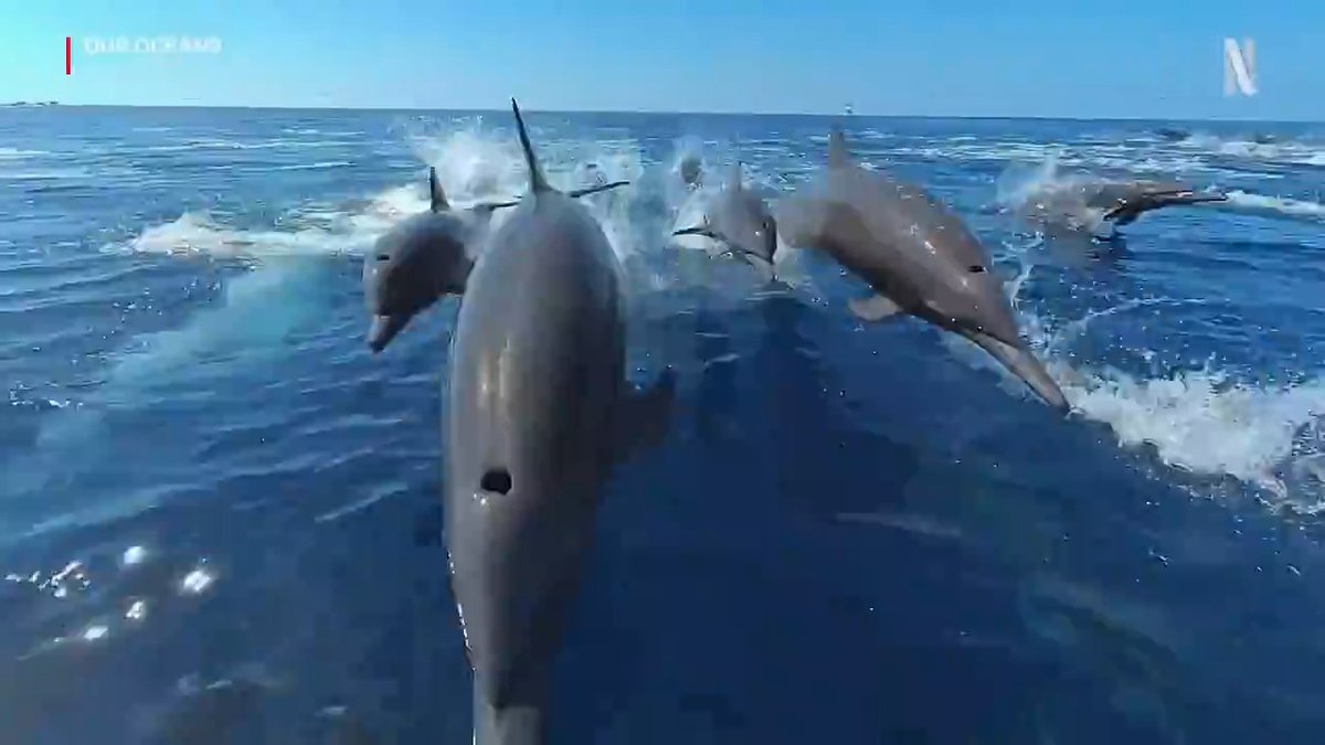 Ever wonder how nature shows get those gorgeous shots? Take a peek behind the scenes of Our Oceans, premiering November 20!