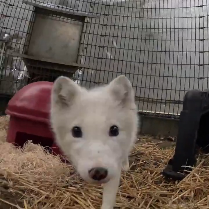 A young arctic fox, who was found wandering in southwest Portland last month, has temporarily moved in behind the scenes before she heads to her new home in Wisconsin.