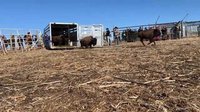 Restoring bison populations and grassland ecosystems in Tribal communities!