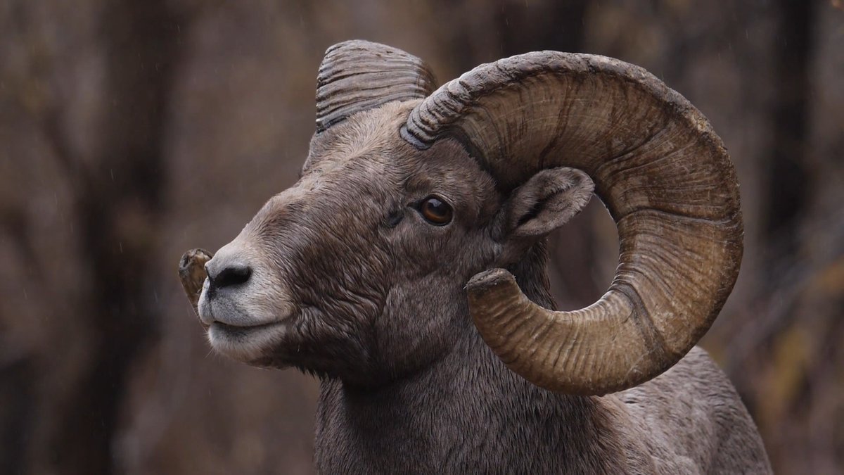 Have ewe herd? The bighorn sheep rut is nearly here, typically starting in mid-November. During rut, rams (males) battle for ewes (females) to assert dominance. These crashes can be up to 40 mph and the crack of a head-on-head collision can sometimes be heard up to 1 mile away!