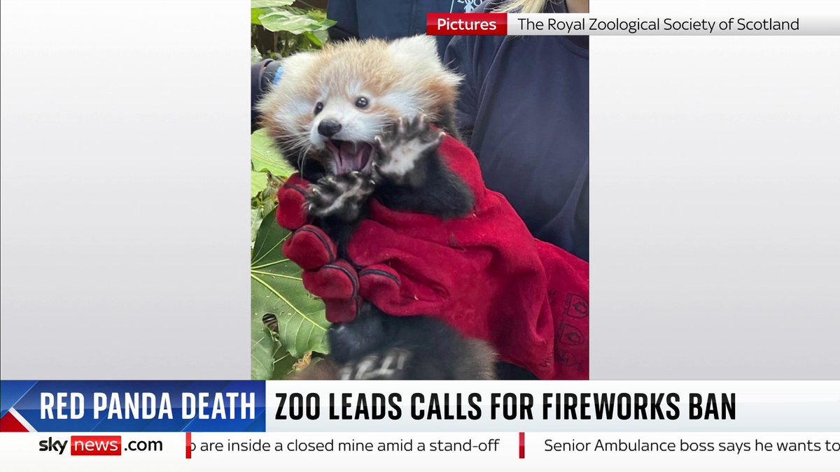'There is no safe, responsible, appropriate way to use fireworks in the vicinity of animals,' says Ben Supple from the Royal Zoological Society of Scotland after a baby red panda was scared to death by fireworks at Edinburgh Zoo. 📺 Sky 501/ YT