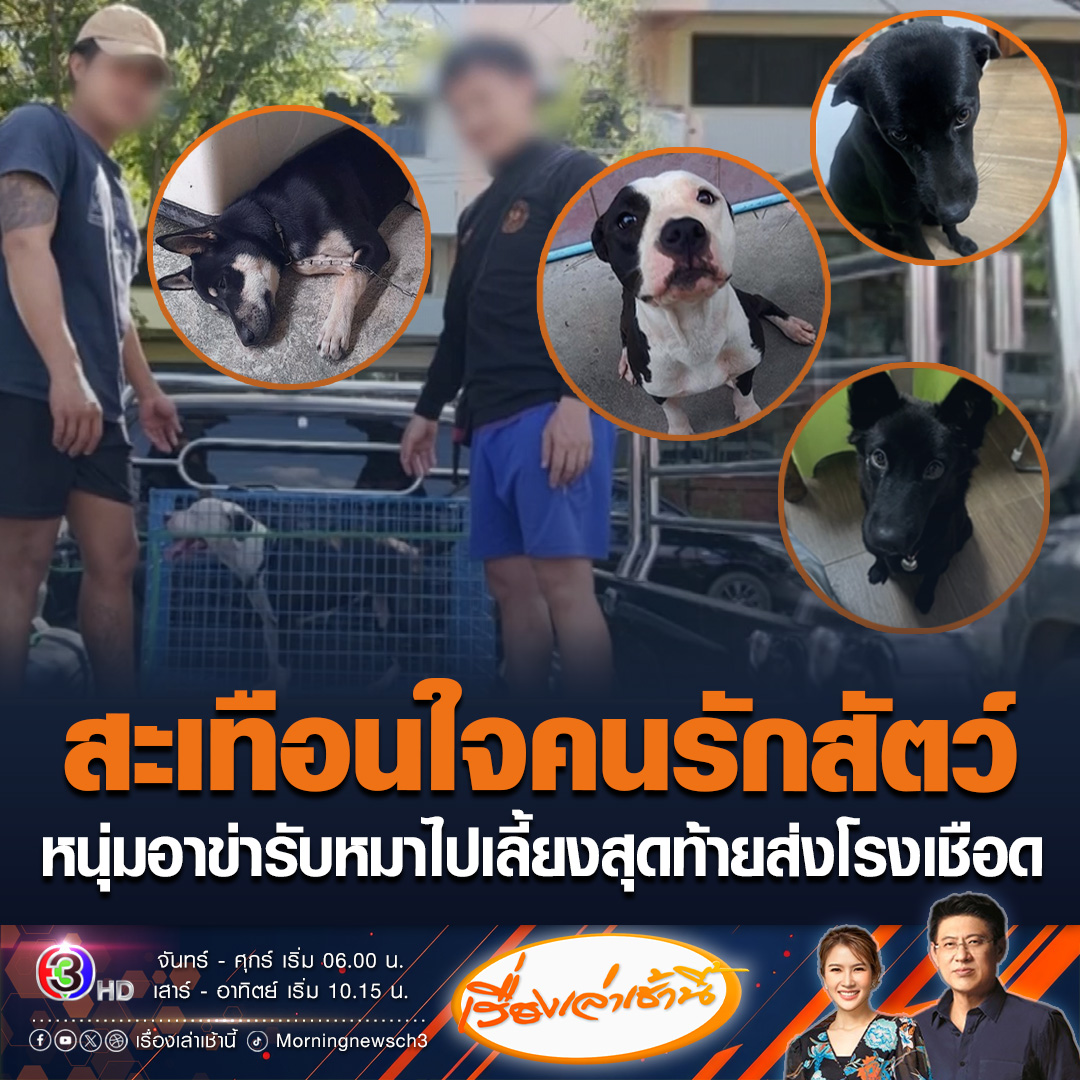 #เรื่องเล่าเช้านี้ บีบหัวใจ! หนุ่มตามหาหมา หลังชาวอาข่ารับไปเลี้ยง ก่อนอ้างทำหลุดหาย ตำรวจเค้นถามสารภาพนำหมาส่งโรงเชือดแล้ว พบมีผู้เสียหายเข้าแจ้งความดำเนินคดีแล้ว #ข่าวช่อง3 #ข่าวสังคม