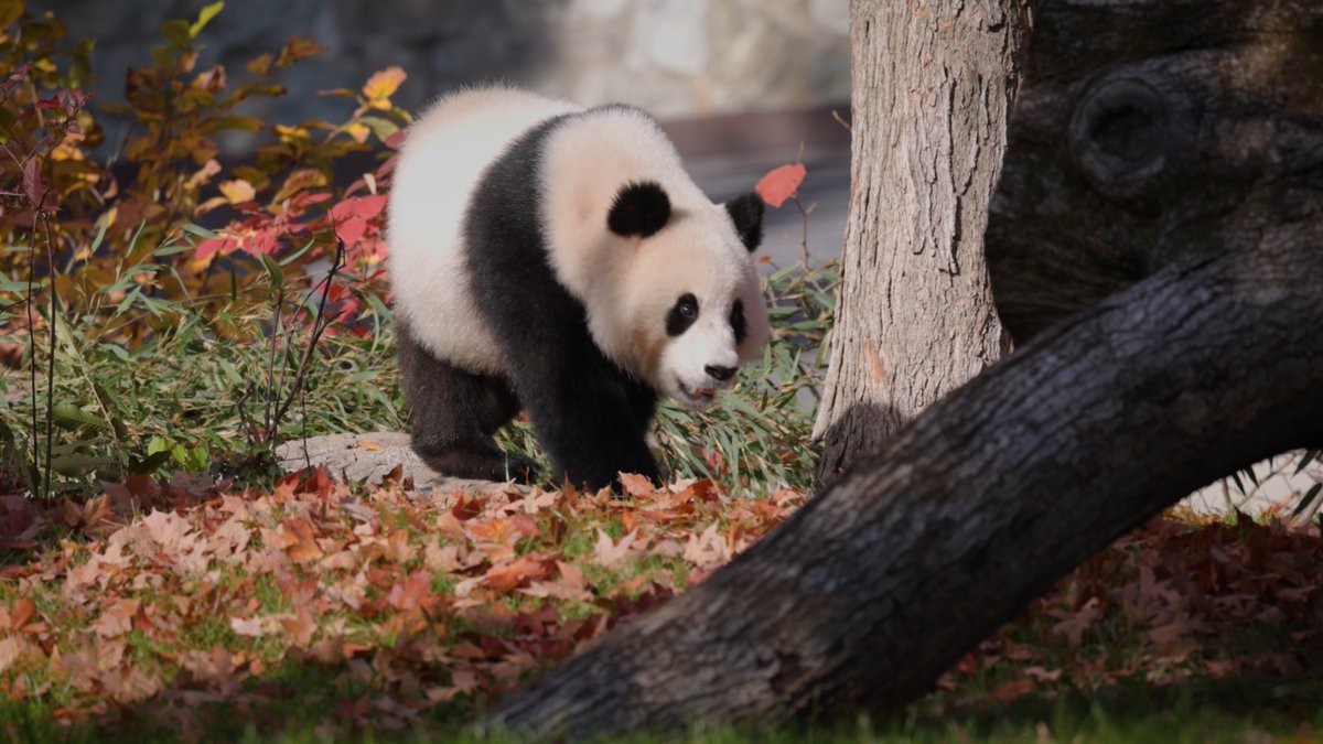 🍁🐼🍂 As Bao Li + Qing Bao settle in, our animal care team ensures the #DCPandas have enriching environments. Sometimes, engaging enrichment comes from mother nature herself. Enjoy this moment of pause as Qing Bao takes in autumn in Washington, D.C.—in all its glory.